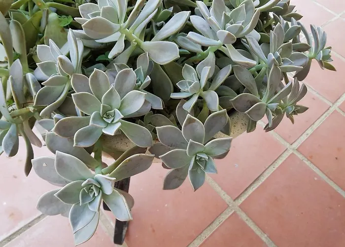 公寓 Candeias, Vilamoura, Algarve, Beach, 10p 奎特里拉